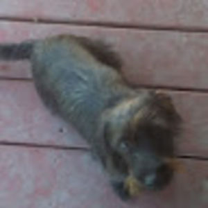 Meet your Posher, Jasmine